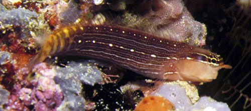 Ecsenius pictus